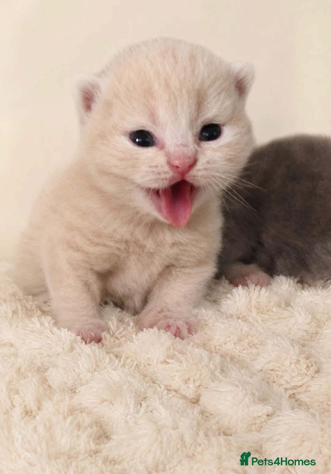 British Shorthair cats for sale: GCCF champion British Shorthair kittens  - Advert 1
