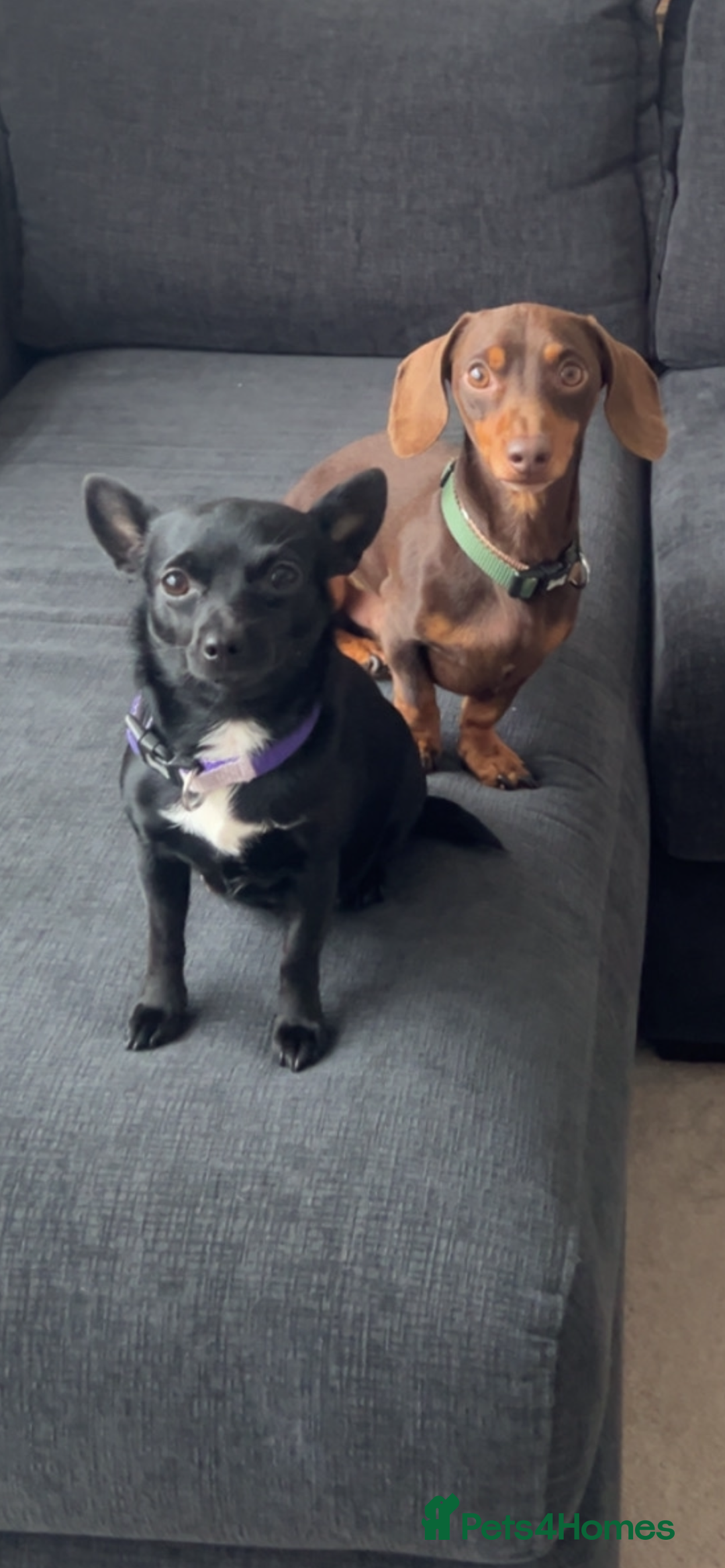 Chiweenie dogs for sale: 3 Gorgeous Girls & 2 Beautiful Boys  - Advert 7