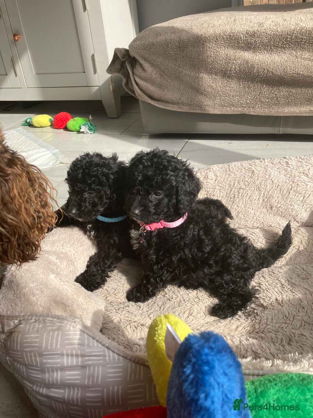 Poodle dogs for sale: Poodle x fully vaccinated  - Advert 18
