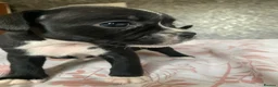 Mixed Breed dogs for sale: Beautiful Fraffy Puppies - Advert 3