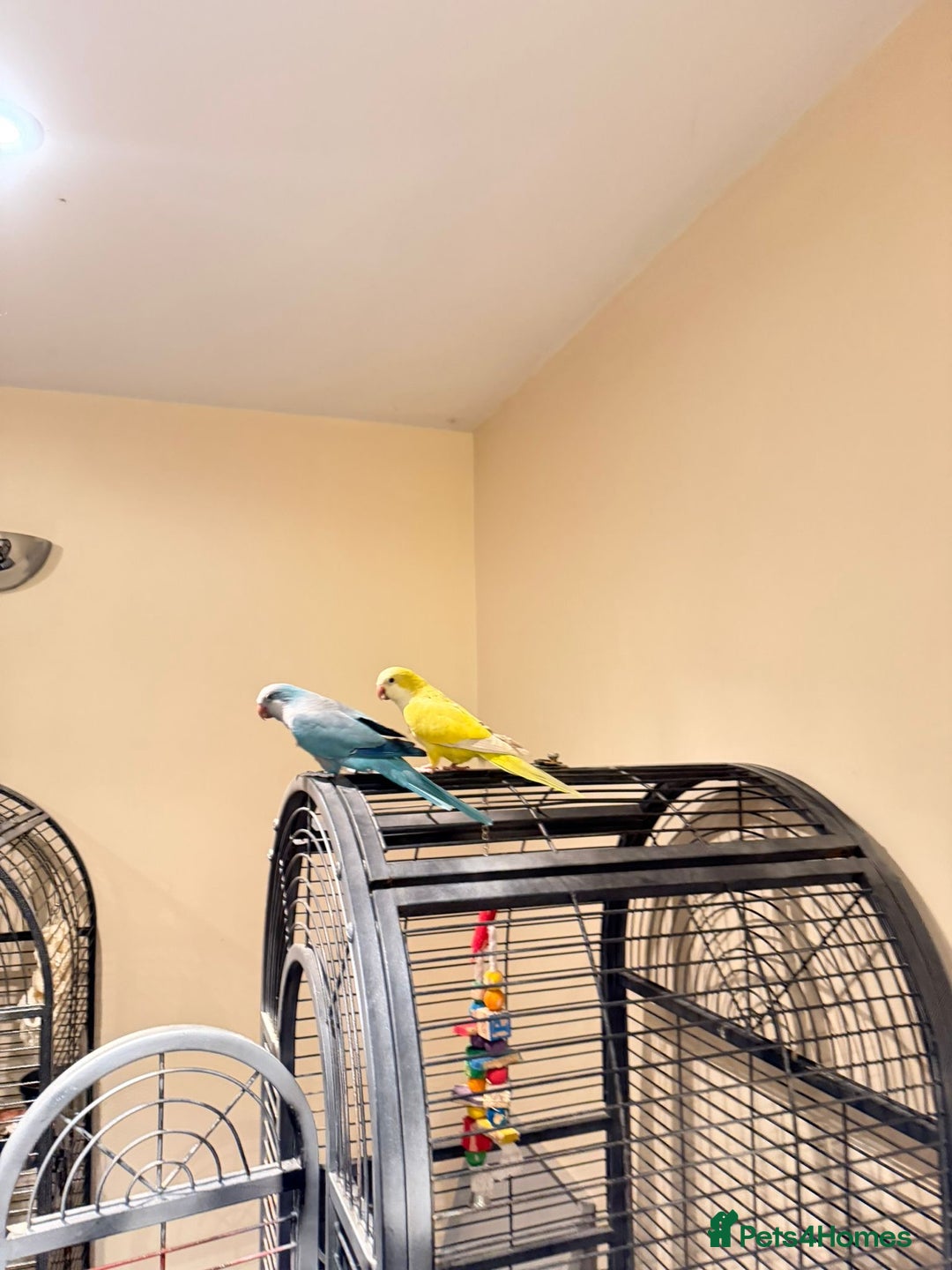 Budgerigars birds for sale: Blue and Yellow Quakers for sale!!  - Advert 2