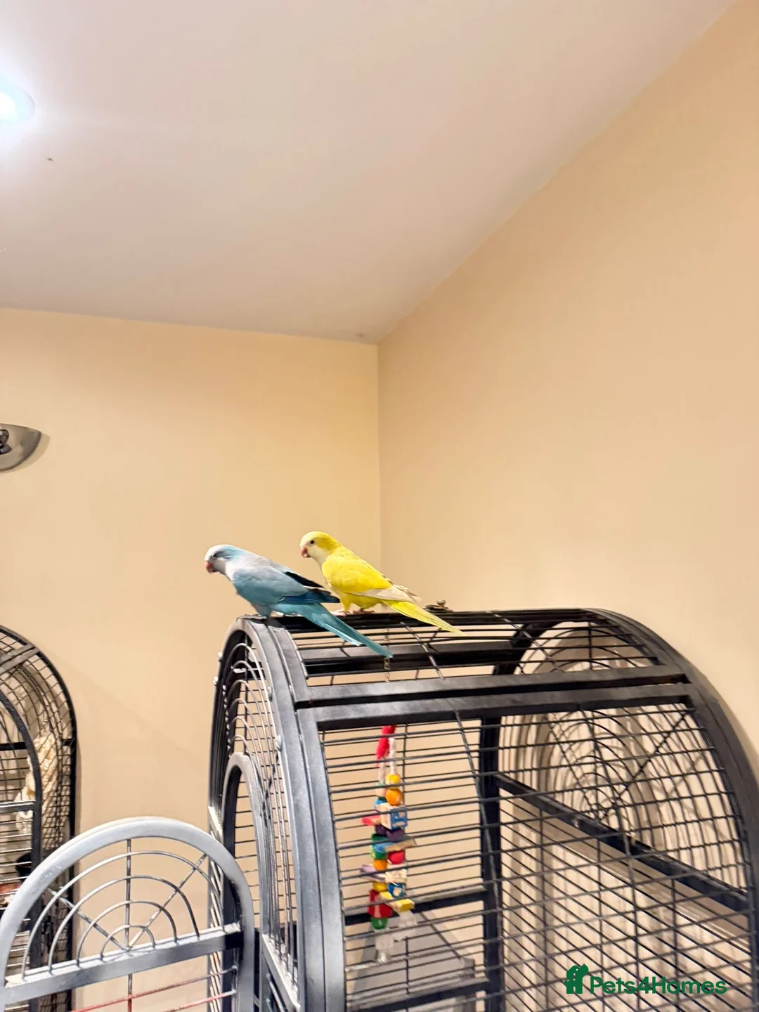 Budgerigars birds for sale: Blue and Yellow Quakers for sale!!  - Advert 2