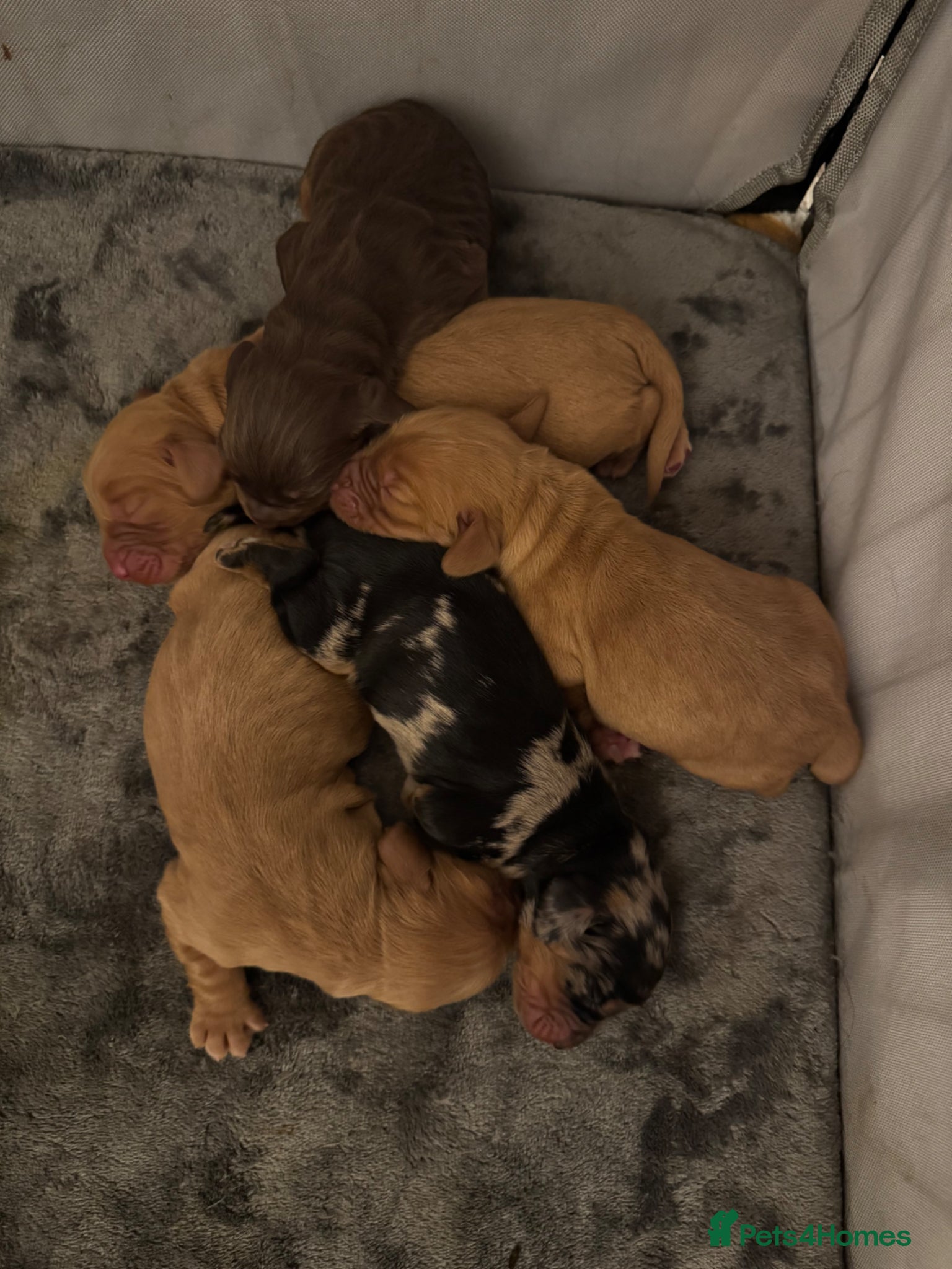 Sprocker dogs Beautiful Sprocker Spaniel Puppies - Advert 1