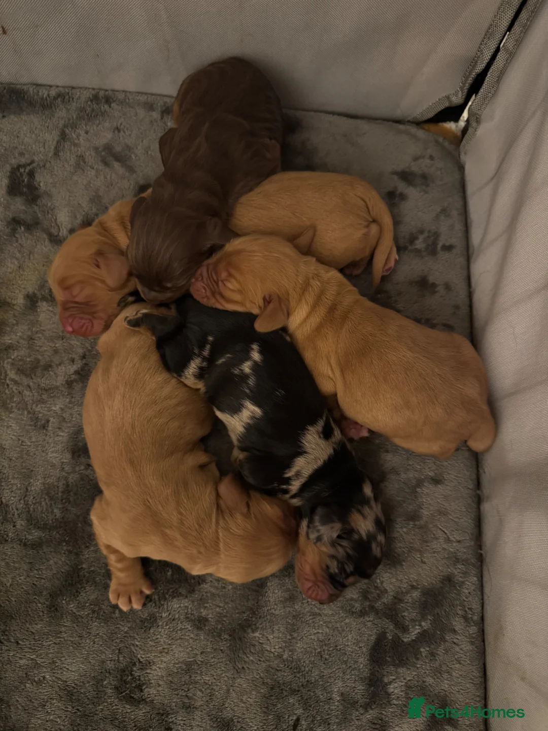 Sprocker dogs for sale: Beautiful Sprocker Spaniel Puppies in Badminton - Advert 1