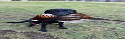 Labrador Retriever dogs for sale: KC Registered Labrador Pups  - Advert 7