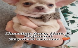 Chihuahua dogs for sale: Gorgeous Smooth coat KC registered chihuahuas - Image 17