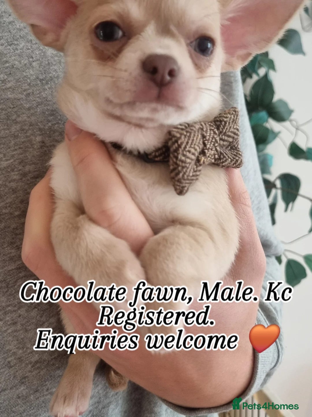 Chihuahua dogs for sale: Gorgeous Smooth coat KC registered chihuahuas - Image 17