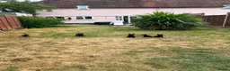 Belgian Shepherd Dog dogs for sale: PURE BREED BELGIAN MALINOIS  in Dunmow - Advert 30