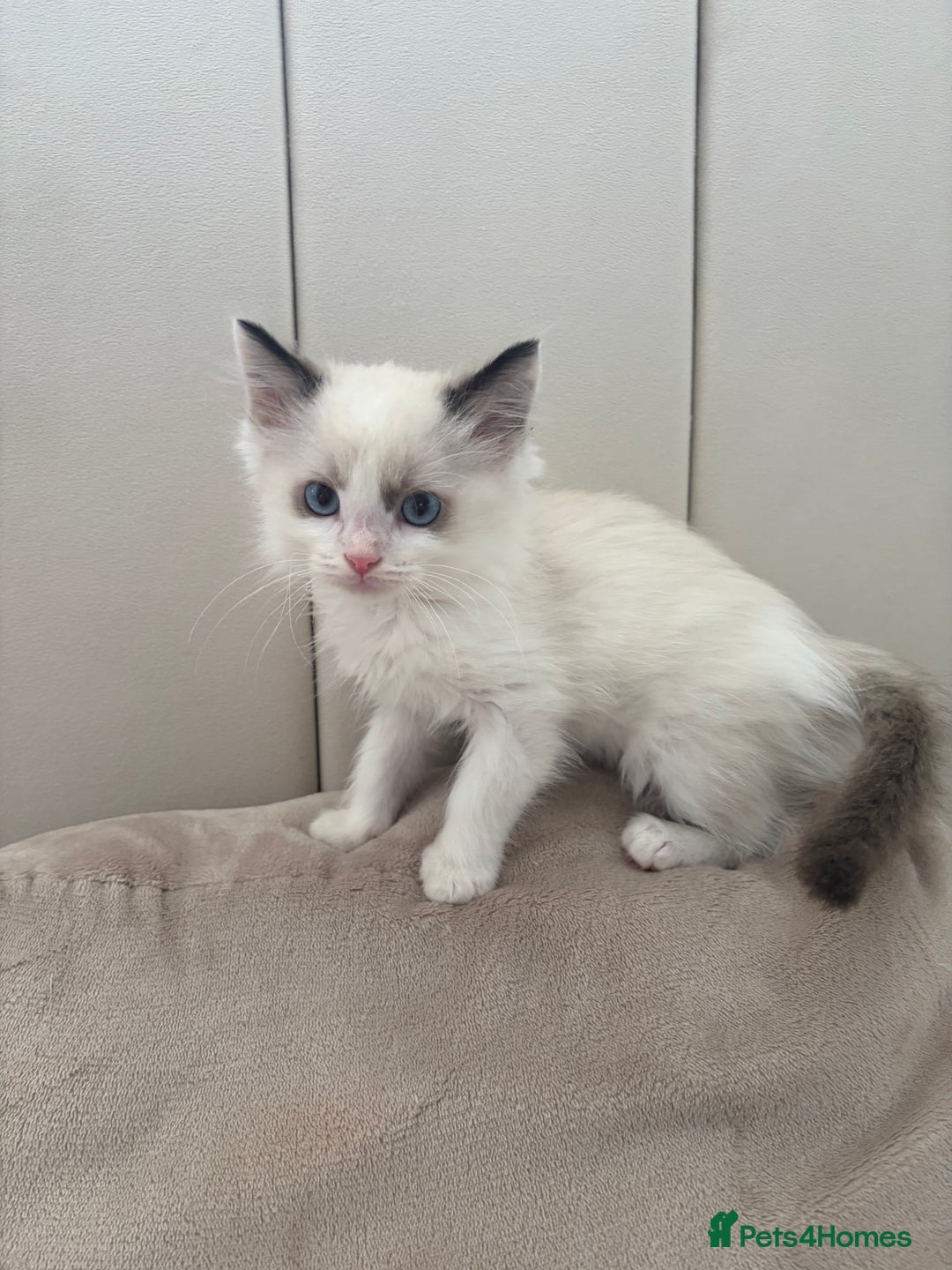 Ragdoll cats for sale: All Kittens Are Now SOLD🩵 - Advert 3