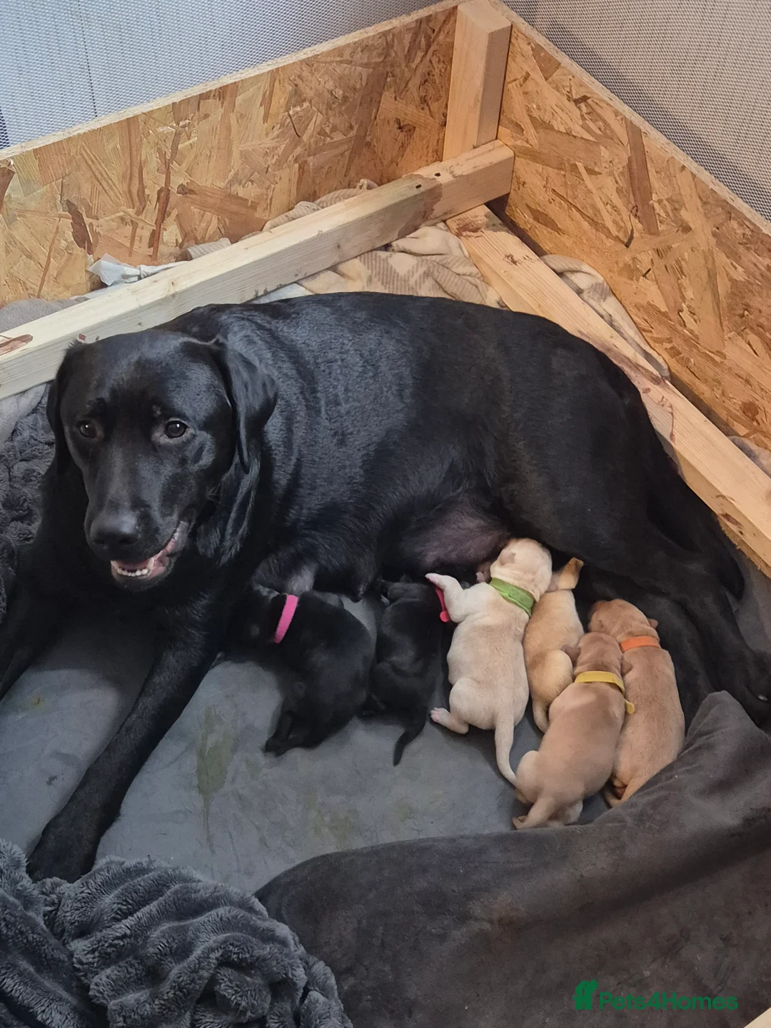 Labrador Retriever dogs for sale: Labrodor retriever kc in Plymouth - Advert 1