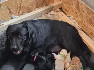 Labrador Retriever dogs Labrodor retriever kc - Advert 1