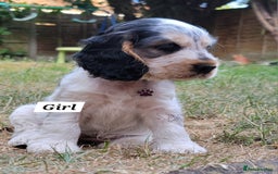 Cocker Spaniel dogs for sale: Blue Roan Tan-Sable Cocker Spaniel– KC bloodline - Image 10