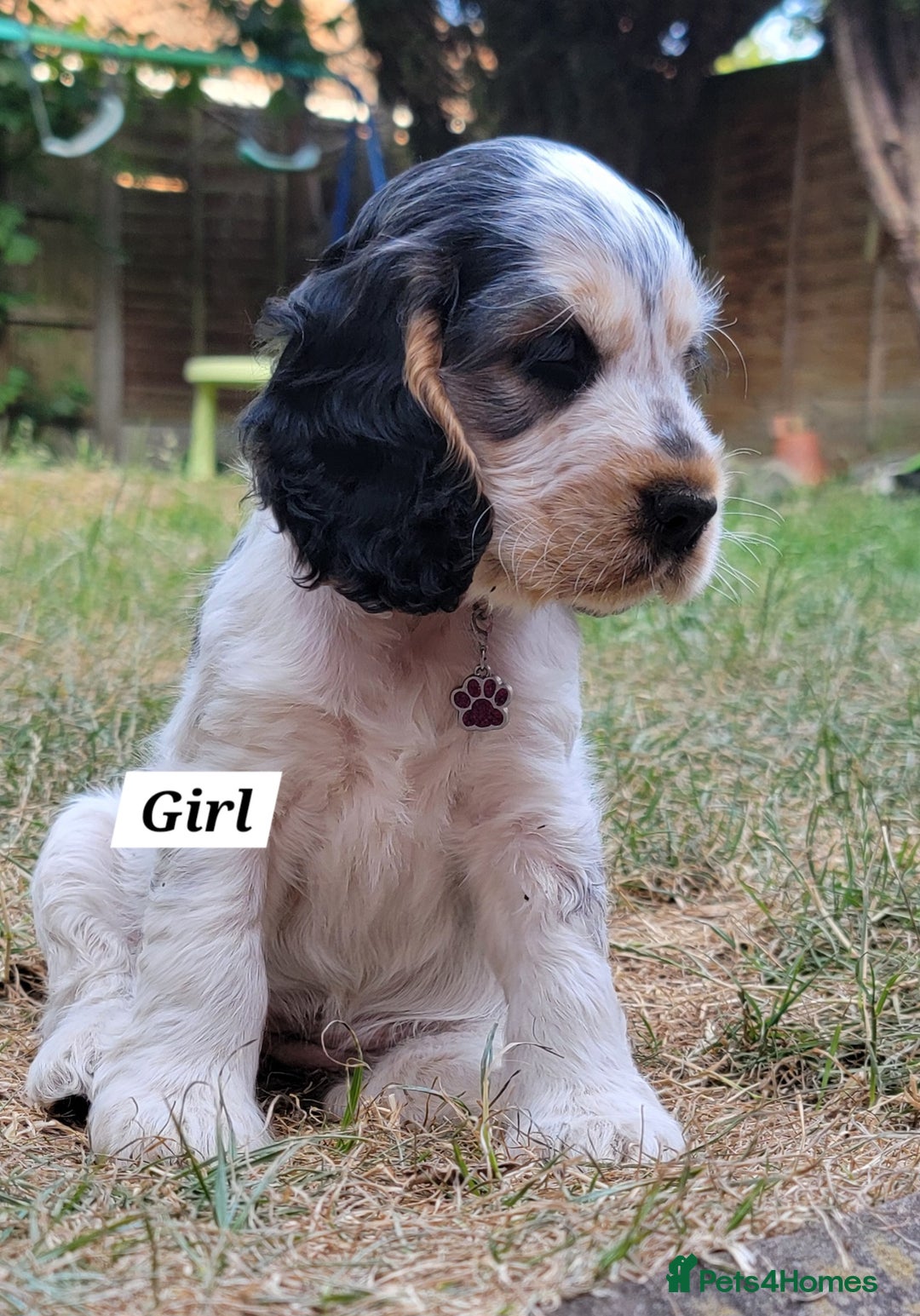 Cocker Spaniel dogs for sale: Blue Roan Tan-Sable Cocker Spaniel– KC bloodline - Image 10