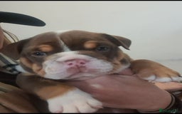 English Bulldog dogs for sale: Beautiful British bulldog pups  - Image 11
