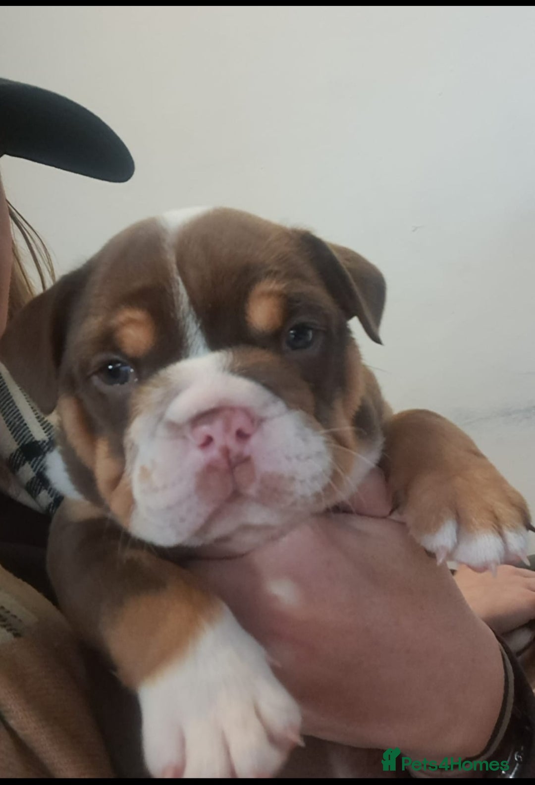 English Bulldog dogs for sale: Beautiful British bulldog pups  - Image 11