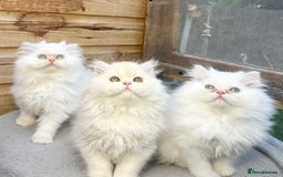 Persian cats for sale: BEAUTIFUL DOLL FACE FULL PERSIAN LONG HAIR KITTEN - Advert 1