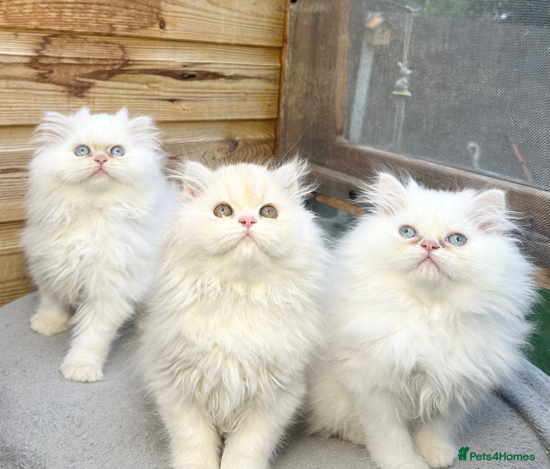 Persian cats for sale: BEAUTIFUL DOLL FACE FULL PERSIAN LONG HAIR KITTEN - Advert 1