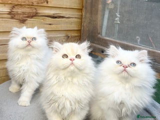 Persian cats - Advert 16