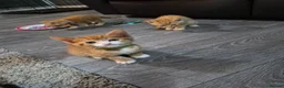 Mixed Breed cats for sale: Beautiful kittens  - Advert 2