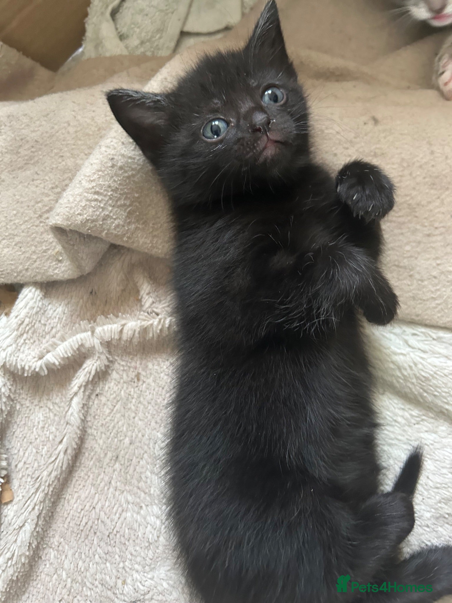 Domestic Shorthair cats Beautiful black kitten ready for a new home - Advert 1