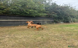 Hungarian Vizsla dogs for sale: Vizsla Male Puppy 6 Months Old - Image 4