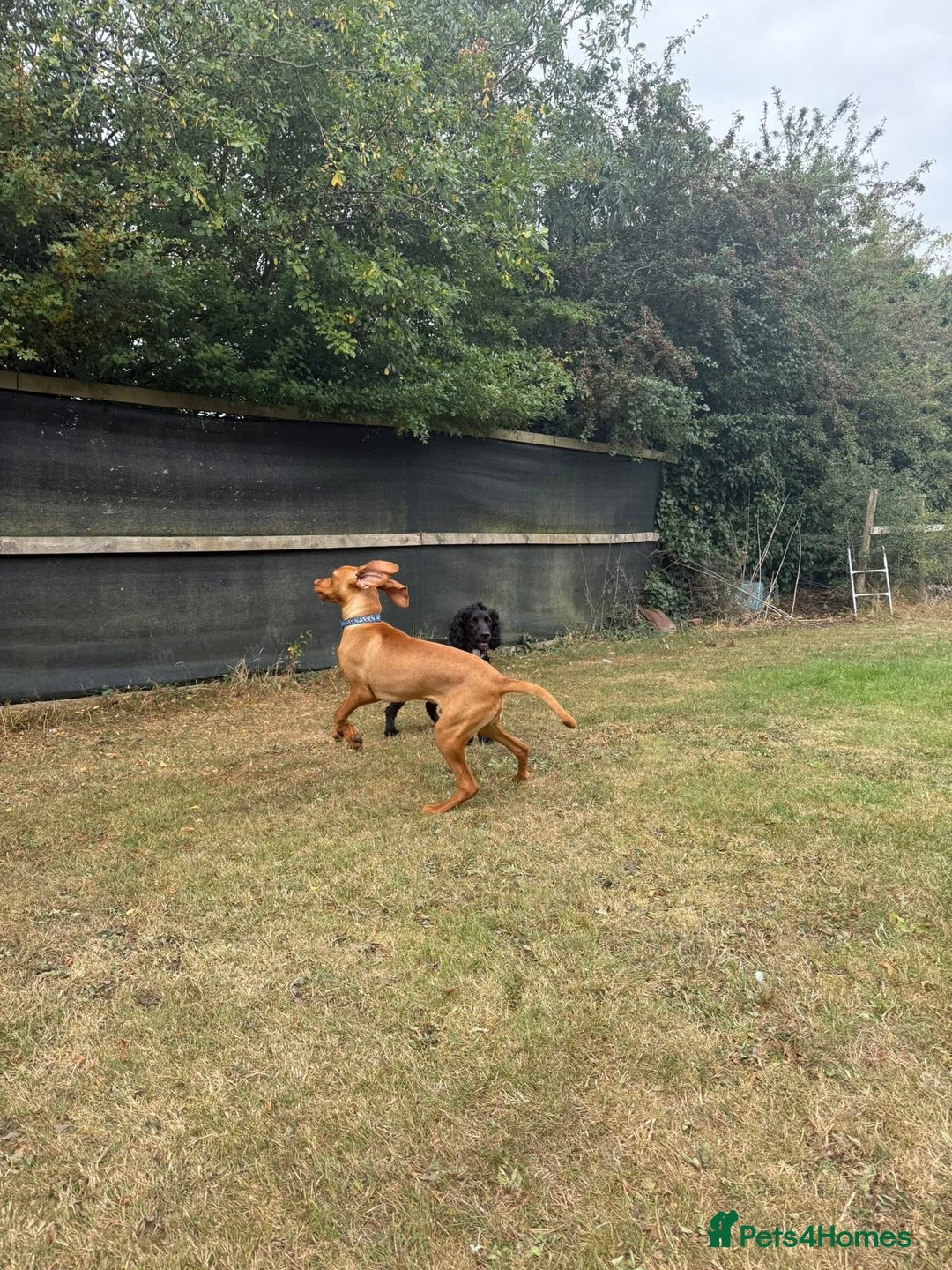 Hungarian Vizsla dogs for sale: Vizsla Male Puppy 6 Months Old - Image 4