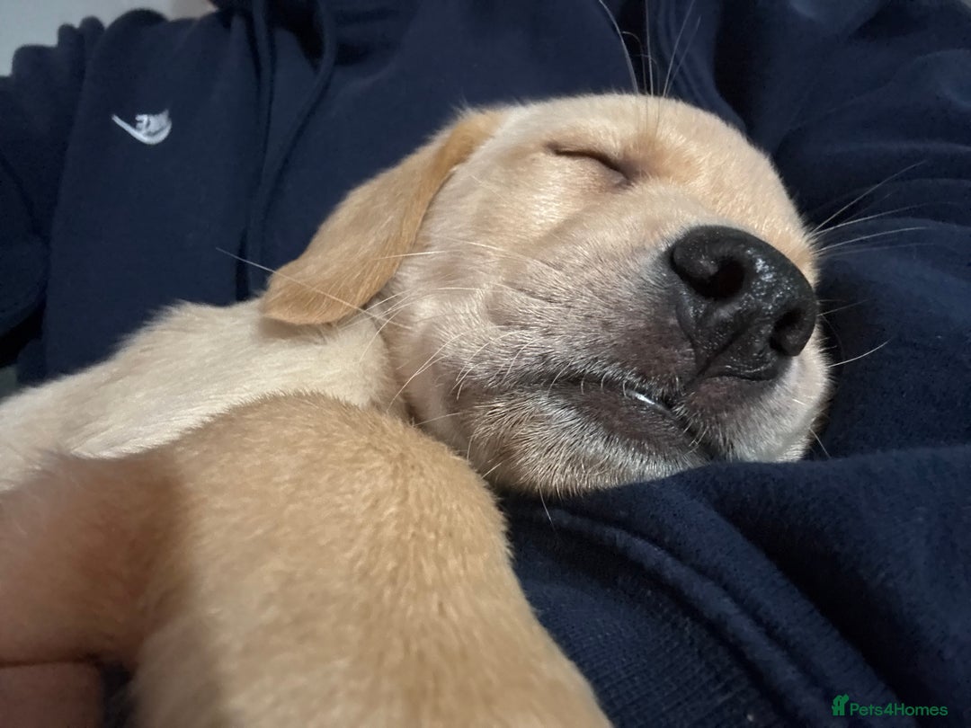 Labrador Retriever dogs for sale: 9 week old Labrador Puppies, - Advert 24