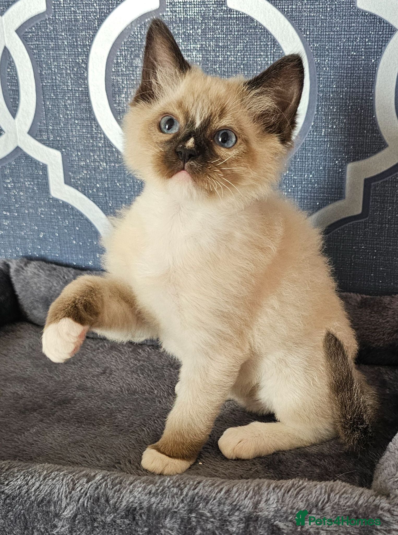 Ragdoll cats 5 Star licence held, Stunning GCCF reg kittens  - Advert 2