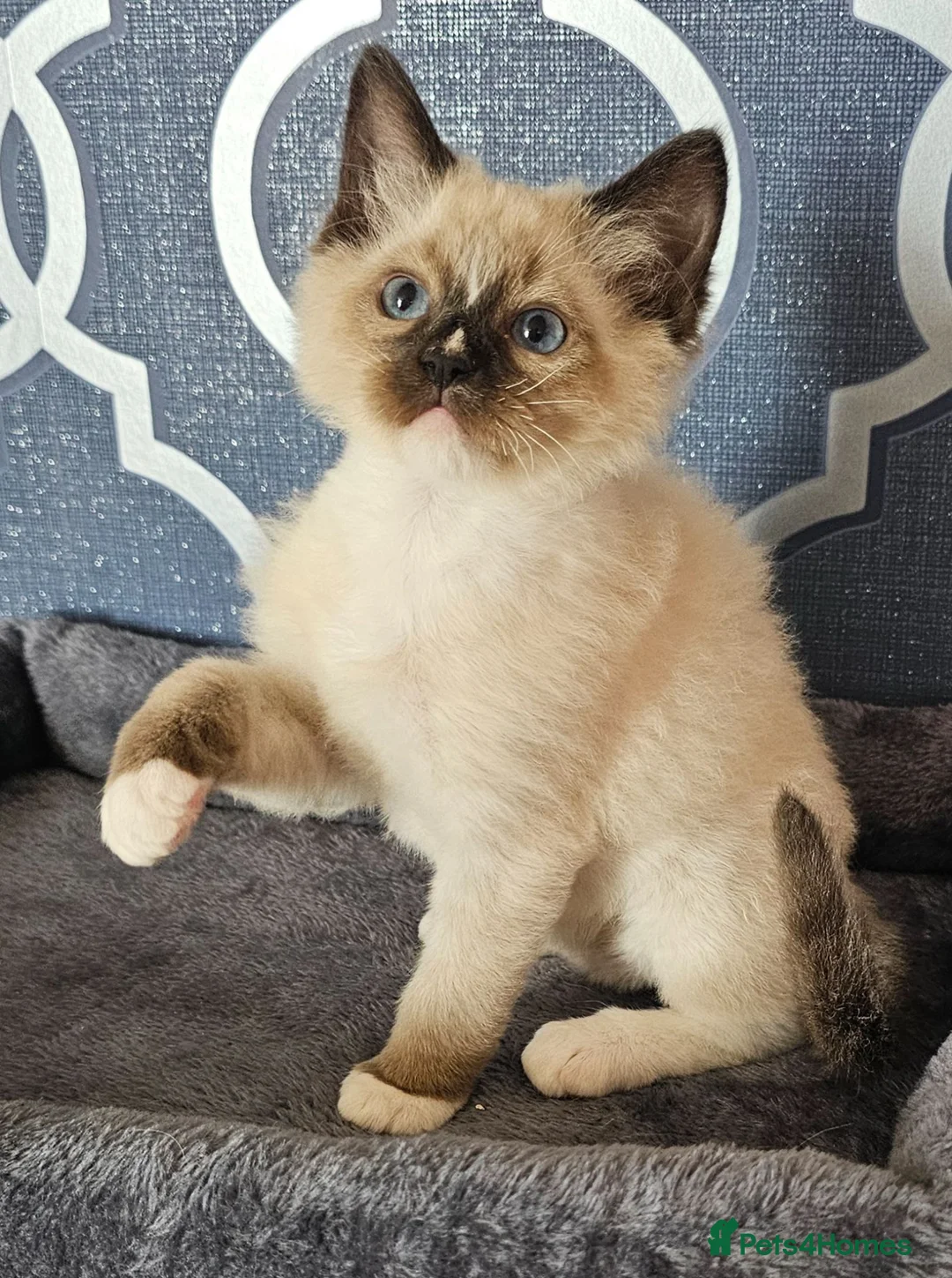 Ragdoll cats for sale: 5 Star licence held, Stunning GCCF reg kittens  - Advert 2