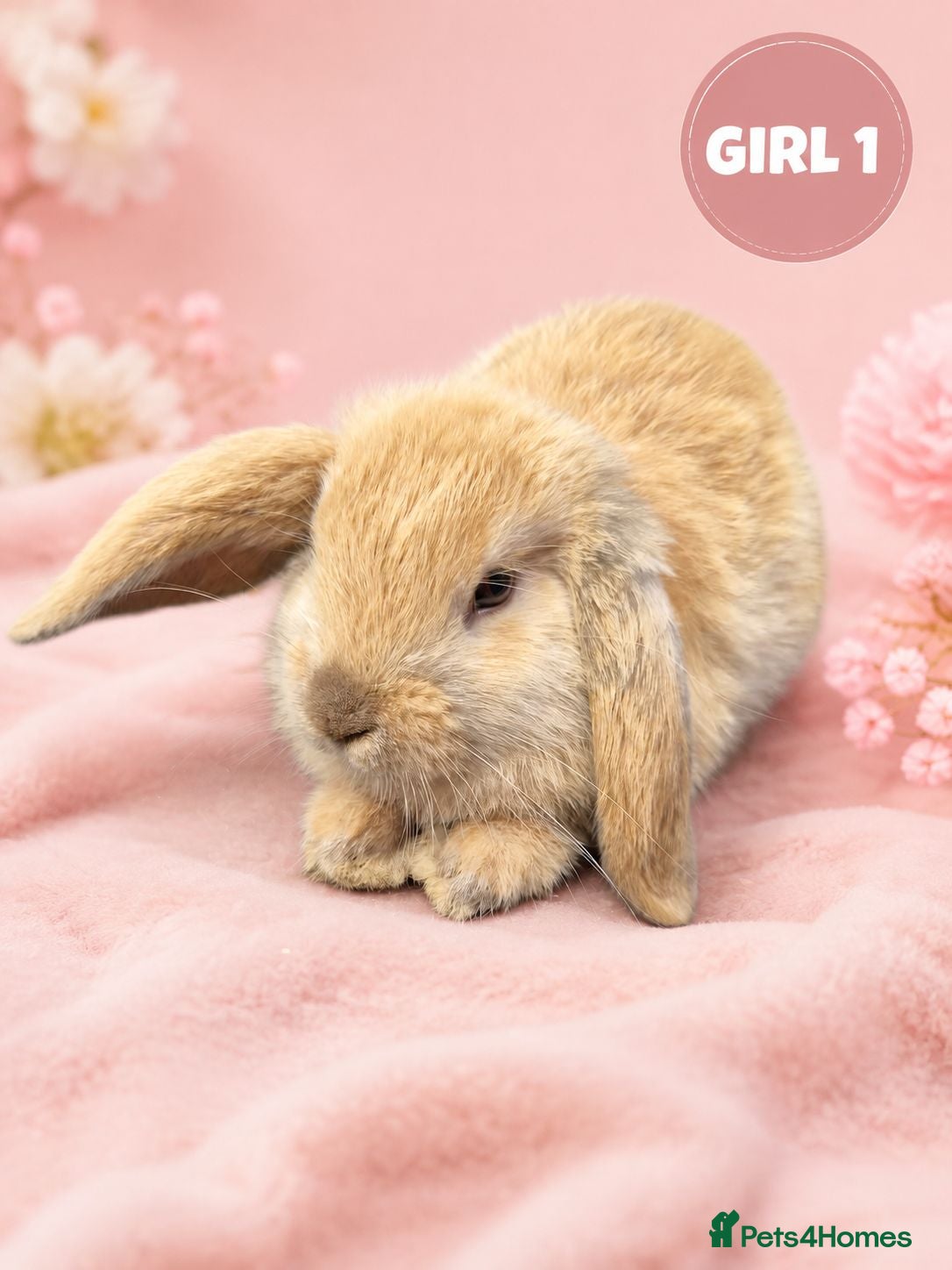 Mini Lop rabbits Stunning Pure Bred Mini Lop Rabbits - Advert 1