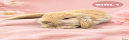 Mini Lop rabbits for sale: Stunning Pure Bred Mini Lop Rabbits - Advert 5