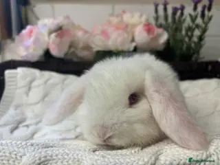 Mini Lop rabbits mini lop buck - Advert 1