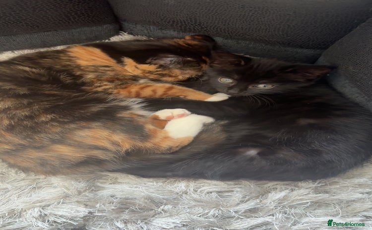 Mixed Breed cats - Advert 14