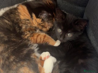 Mixed Breed cats - Advert 31