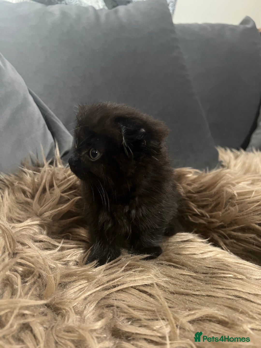 Scottish Fold cats for sale: Beautiful Scottish fold🧸🌹 - Image 11