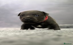 Staffordshire Bull Terrier dogs for sale: Paws Above The Rest  - Image 14