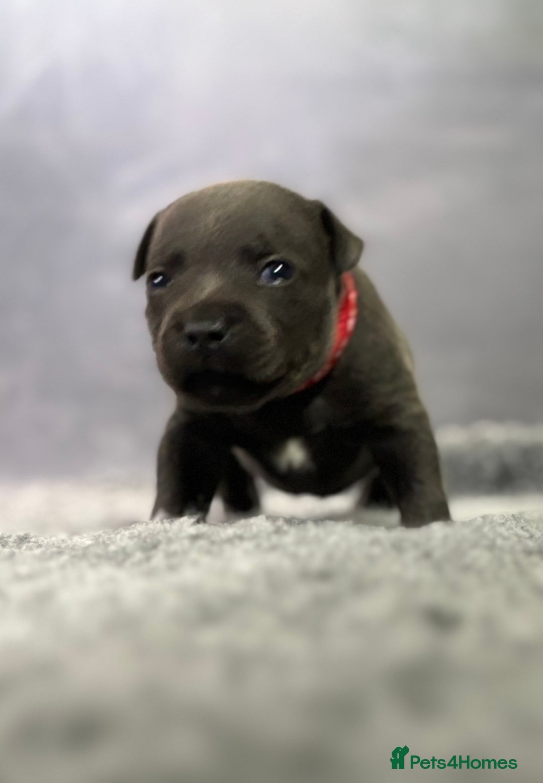 Staffordshire Bull Terrier dogs for sale: Paws Above The Rest  - Image 14
