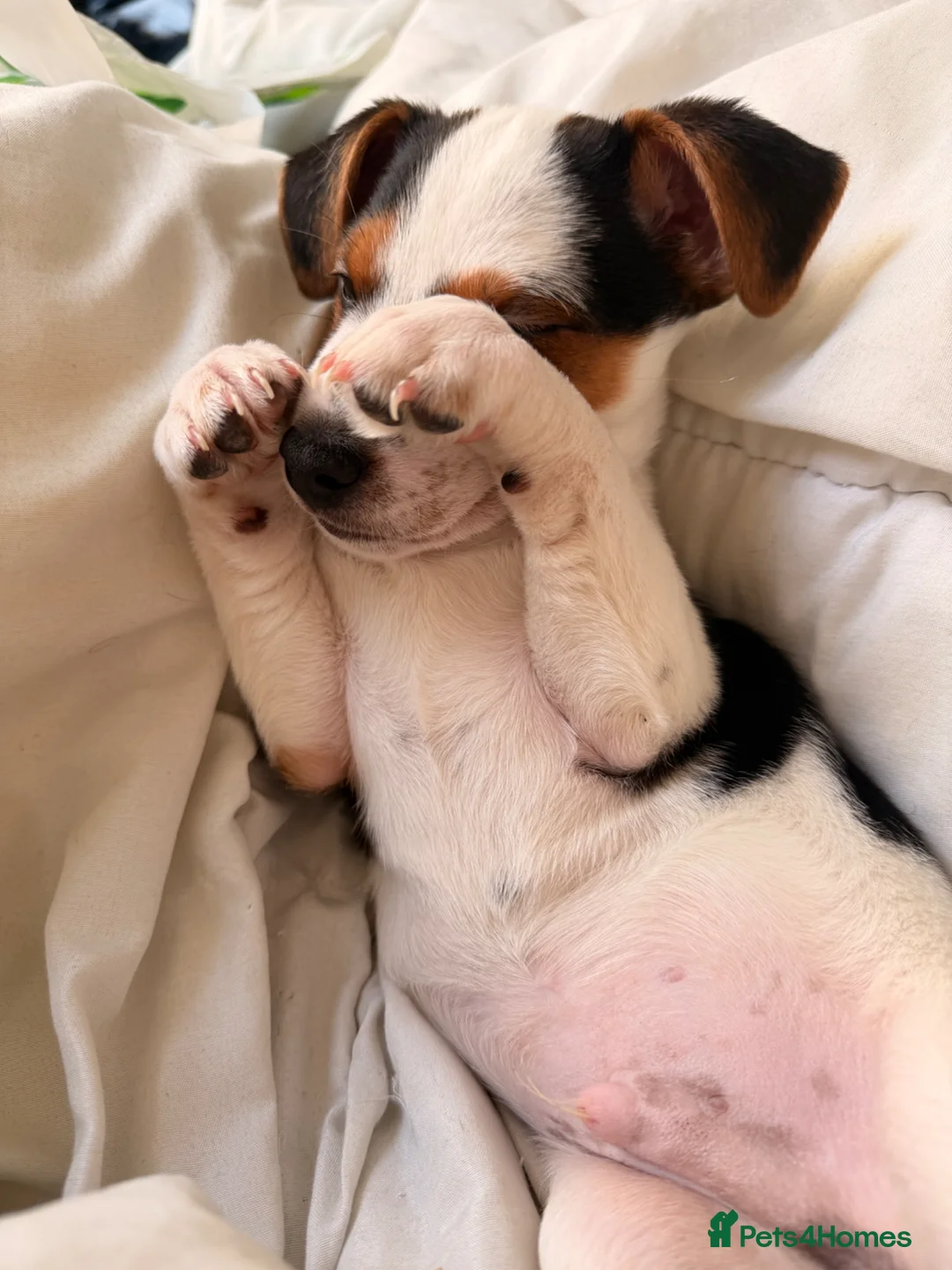 Jack Russell dogs for sale: Jack russell - Advert 2