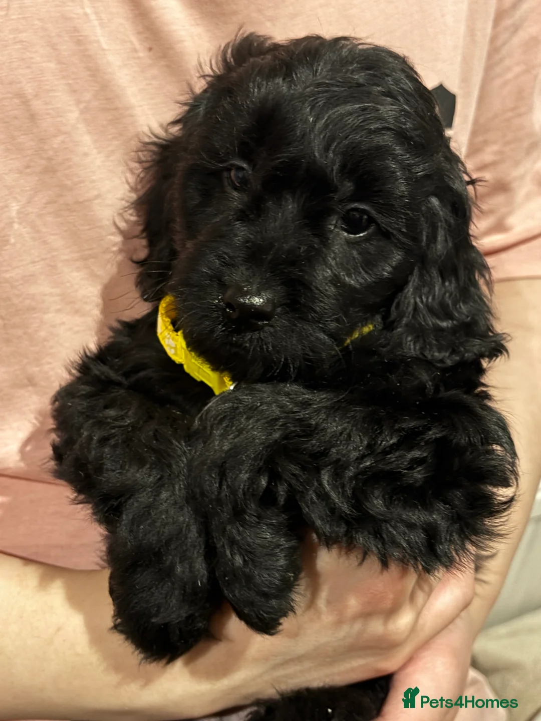 Cockapoo dogs for sale: Beautiful Cockapoo Puppies – 6 Boys & 2 Girls - Advert 25