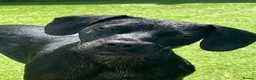 Mixed Breed dogs for sale: Adorable Black Cocker Spaniel x Staffy in Swanage - Advert 5