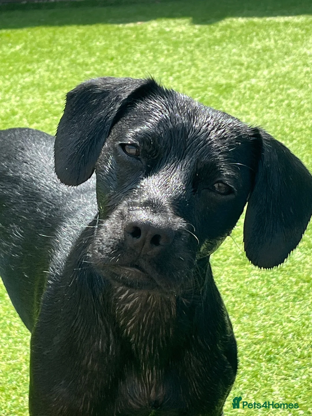 Mixed Breed dogs for sale: Adorable Black Cocker Spaniel x Staffy in Swanage - Advert 5