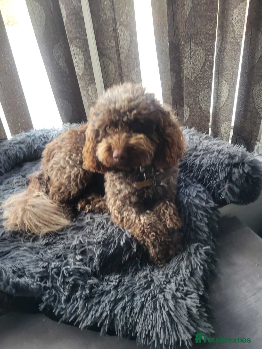 Cockapoo dogs for stud: Marley in Nottingham - Advert 1
