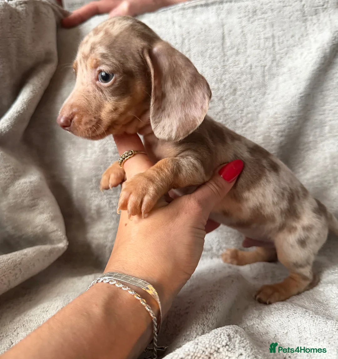 Miniature Dachshund dogs for sale: KC Reg Miniature Dachshunds Dapple Isabella    - Advert 1