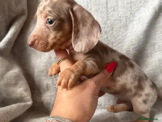 Miniature Dachshund dogs KC Reg Miniature Dachshunds Dapple Isabella - Advert 16