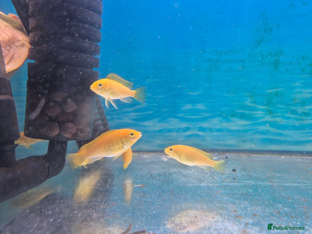 Cichlids fish for sale: Hybrid African cichlids - Advert 2