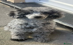 Toy Poodle dogs for sale: Toy poodle puppies  - merle bloodline  - Image 7