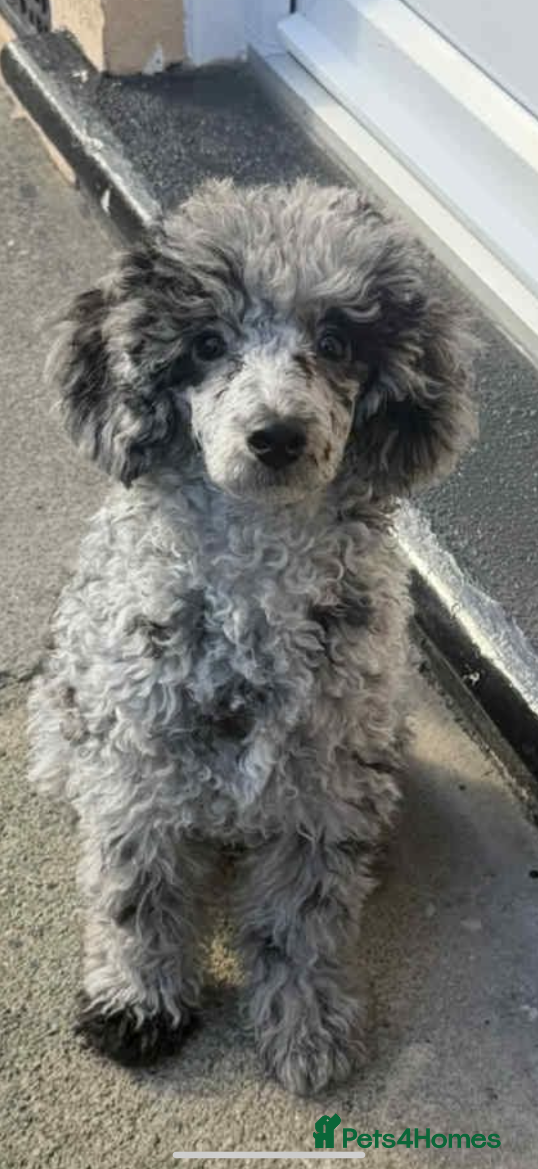 Toy Poodle dogs for sale: Toy poodle puppies  - merle bloodline  - Image 7