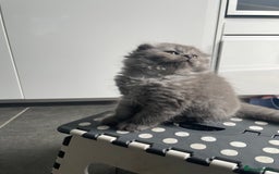 British Shorthair cats for sale: British shorthair/longhair kittens - Image 13