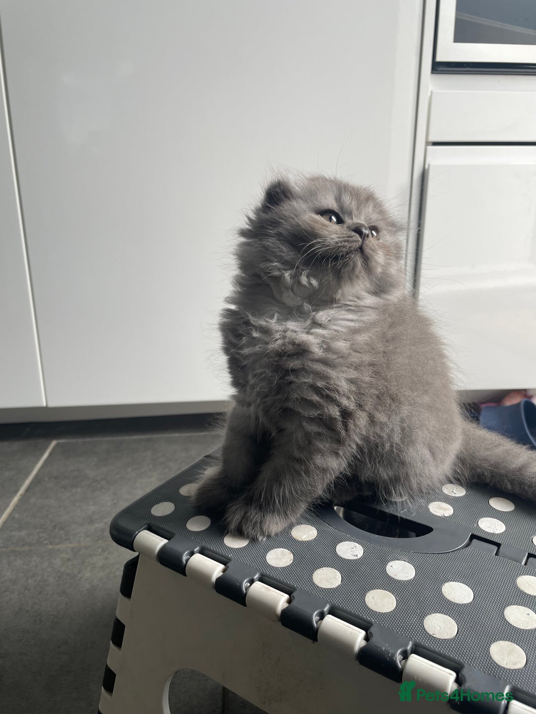 British Shorthair cats for sale: British shorthair/longhair kittens - Image 13
