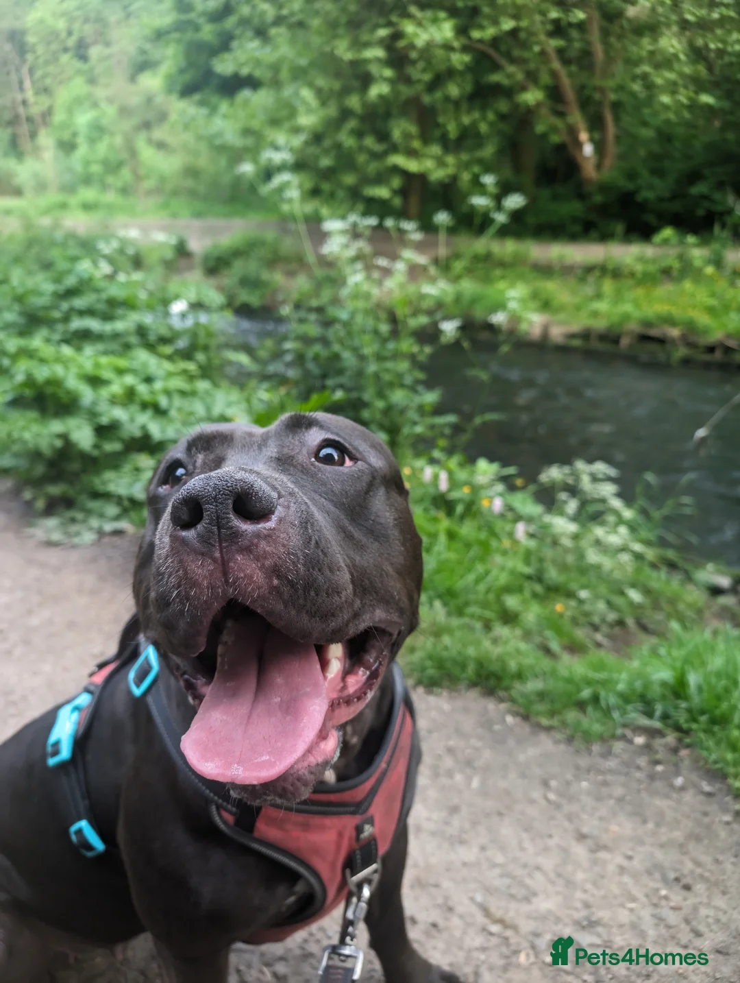 Mixed Breed dogs for sale: Gentle Giant Seeking Calm Home (3yrs, 50kg) - Advert 7